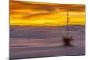 New Mexico, White Sands National Monument. Sunset on Desert and Yucca-Jaynes Gallery-Mounted Photographic Print