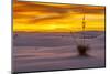 New Mexico, White Sands National Monument. Sunset on Desert and Yucca-Jaynes Gallery-Mounted Photographic Print