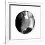 New Moon II-PI Studio-Framed Premium Giclee Print