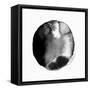 New Moon II-PI Studio-Framed Stretched Canvas