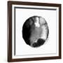 New Moon II-PI Studio-Framed Art Print