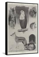 New Occupants of the Zoo-Cecil Aldin-Framed Stretched Canvas