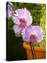 New Orchid Phalaenopsis 'Diamond Sky' on Display at the Kew Orchid Festival, Kew Gardens, London-null-Stretched Canvas