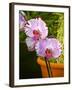 New Orchid Phalaenopsis 'Diamond Sky' on Display at the Kew Orchid Festival, Kew Gardens, London-null-Framed Photographic Print