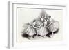 New Pas de Quatre, by Mdlles. Taglioni, C. Grisi, L. Grahn, and Cerito, at her Majesty's Theatre-null-Framed Giclee Print