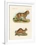 New Predatory Mammals-null-Framed Giclee Print