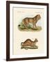 New Predatory Mammals-null-Framed Giclee Print