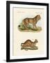 New Predatory Mammals-null-Framed Giclee Print
