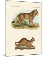 New Predatory Mammals-null-Mounted Giclee Print