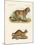New Predatory Mammals-null-Mounted Giclee Print