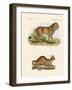 New Predatory Mammals-null-Framed Giclee Print