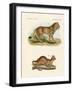 New Predatory Mammals-null-Framed Giclee Print