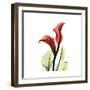 New Red Calla Lily-Albert Koetsier-Framed Art Print