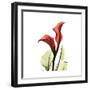New Red Calla Lily-Albert Koetsier-Framed Art Print