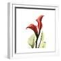 New Red Calla Lily-Albert Koetsier-Framed Art Print