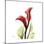 New Red Calla Lily-Albert Koetsier-Mounted Art Print