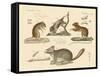 New Rodents-null-Framed Stretched Canvas