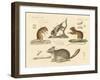 New Rodents-null-Framed Giclee Print