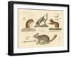 New Rodents-null-Framed Giclee Print