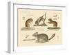 New Rodents-null-Framed Giclee Print