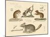 New Rodents-null-Mounted Giclee Print