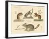 New Rodents-null-Framed Giclee Print