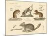 New Rodents-null-Mounted Giclee Print