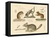 New Rodents-null-Framed Stretched Canvas