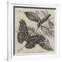 New Silkworm Moth (Saturnia Cynthia), Caterpillar, and Cocoon-null-Framed Giclee Print