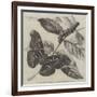 New Silkworm Moth (Saturnia Cynthia), Caterpillar, and Cocoon-null-Framed Giclee Print