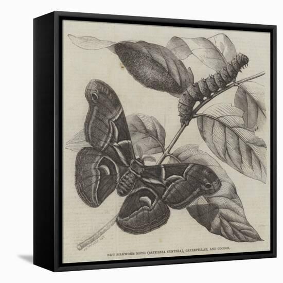 New Silkworm Moth (Saturnia Cynthia), Caterpillar, and Cocoon-null-Framed Stretched Canvas