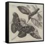 New Silkworm Moth (Saturnia Cynthia), Caterpillar, and Cocoon-null-Framed Stretched Canvas