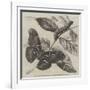 New Silkworm Moth (Saturnia Cynthia), Caterpillar, and Cocoon-null-Framed Giclee Print