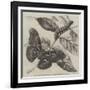 New Silkworm Moth (Saturnia Cynthia), Caterpillar, and Cocoon-null-Framed Giclee Print