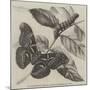 New Silkworm Moth (Saturnia Cynthia), Caterpillar, and Cocoon-null-Mounted Giclee Print