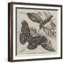 New Silkworm Moth (Saturnia Cynthia), Caterpillar, and Cocoon-null-Framed Giclee Print