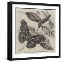 New Silkworm Moth (Saturnia Cynthia), Caterpillar, and Cocoon-null-Framed Giclee Print