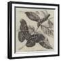 New Silkworm Moth (Saturnia Cynthia), Caterpillar, and Cocoon-null-Framed Giclee Print