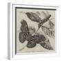 New Silkworm Moth (Saturnia Cynthia), Caterpillar, and Cocoon-null-Framed Giclee Print