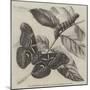 New Silkworm Moth (Saturnia Cynthia), Caterpillar, and Cocoon-null-Mounted Giclee Print