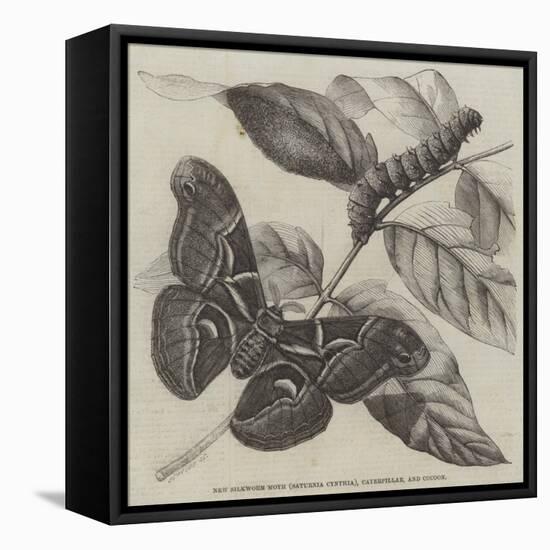 New Silkworm Moth (Saturnia Cynthia), Caterpillar, and Cocoon-null-Framed Stretched Canvas