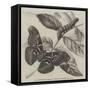 New Silkworm Moth (Saturnia Cynthia), Caterpillar, and Cocoon-null-Framed Stretched Canvas