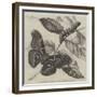 New Silkworm Moth (Saturnia Cynthia), Caterpillar, and Cocoon-null-Framed Giclee Print