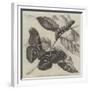 New Silkworm Moth (Saturnia Cynthia), Caterpillar, and Cocoon-null-Framed Giclee Print