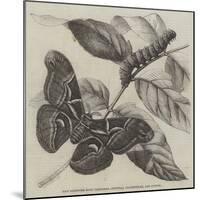 New Silkworm Moth (Saturnia Cynthia), Caterpillar, and Cocoon-null-Mounted Giclee Print