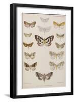 New Species Of Indian Butterflies-null-Framed Giclee Print