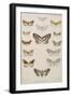 New Species Of Indian Butterflies-null-Framed Giclee Print