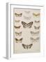 New Species Of Indian Butterflies-null-Framed Giclee Print