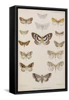 New Species Of Indian Butterflies-null-Framed Stretched Canvas