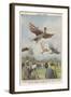 New Sport in California, Birdmen Launch Themselves from High Springboards-Achille Beltrame-Framed Art Print